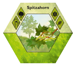 Ecogon-Spitzahorn