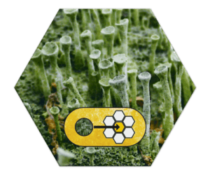 Ecogon Kryptogam - Becherflechte