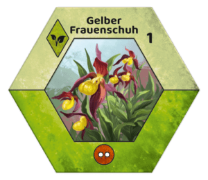 Ecogon Kryptogam - Frauenschuh