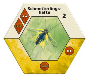 Ecogon Kryptogam - Schmetterlingshafte