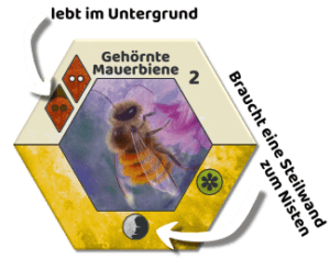 Ecogon-Untergrund-Mauerbiene